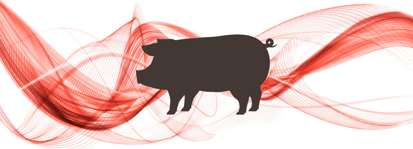 Campaña de prevención contra la peste porcina en el Perú