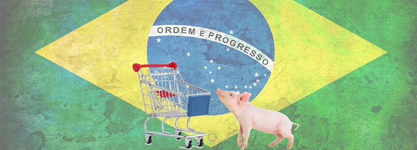 Carrefour Brasil elevará sus exigencias en Bienestar Animal en sus productos de porcino