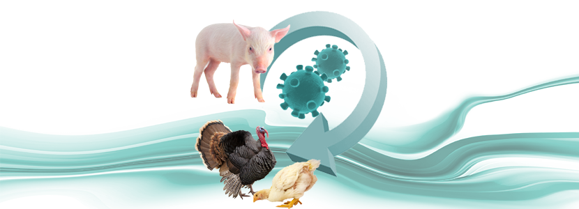 Demuestran la transmisión del Deltacoronavirus porcino a pollos y pavos
