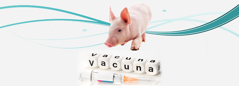 Continúa la carrera por encontrar una vacuna eficaz frente a la Peste Porcina Africana