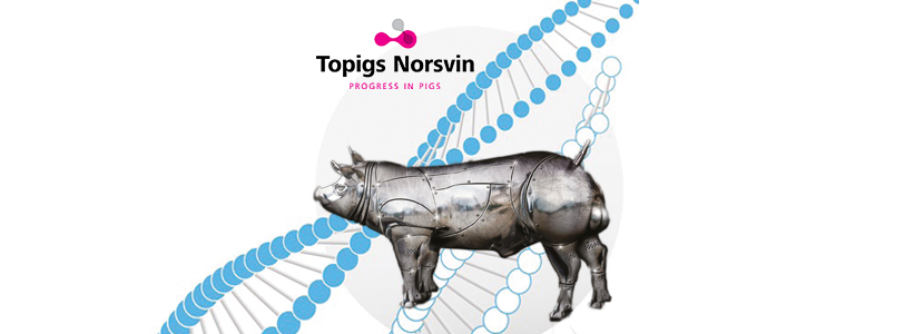 Topigs Norsvin – Seleccionados para ser más resistentes al PRRS