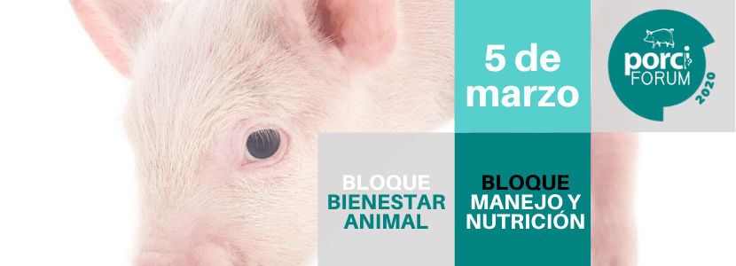 Programa Porciforum: BLOQUE MANEJO & NUTRICIÓN – BLOQUE BIENESTAR ANIMAL