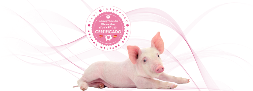El sello «Compromiso Bienestar Certificado» ya avala al 60% del sector porcino