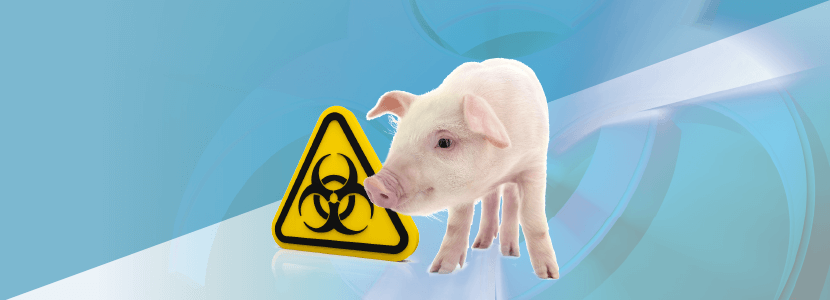 ¿Cómo controlar la Salmonella y otros agentes infecciosos en granjas porcinas?
