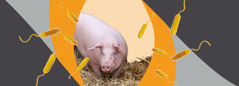 Ileítis porcina- Diagnóstico, tratamiento & prevención