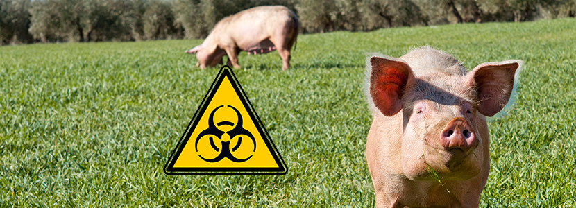 Peste Porcina Africana: el riesgo de contagio aumenta los controles sanitarios