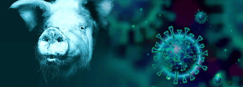 Coronavirus respiratorio porcino versus Covid-19