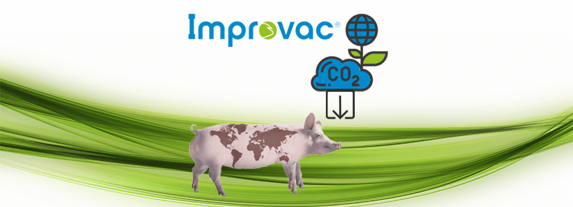 Improvac® reduce la huella de carbono de la producción porcina