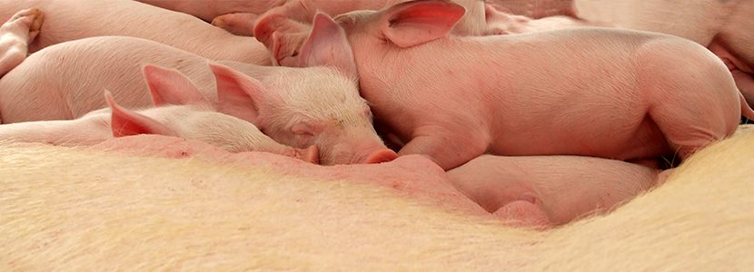 ¿Cómo influye el método de secado del lechón en el desarrollo de lesiones pulmonares?
