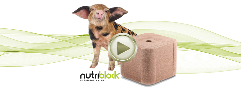Nutriblock – Bloques nutricionales para el enriquecimiento ambiental en granjas porcinas