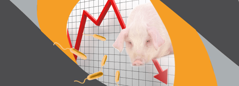 Pérdidas económicas asociadas a la ileítis porcina