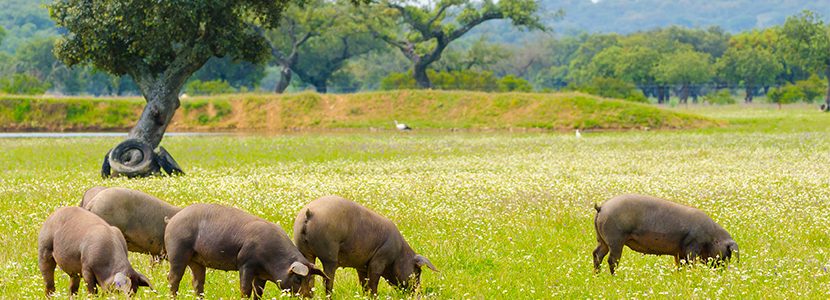 ¿Cómo afectan las condiciones de crianza al estado oxidativo del porcino ibérico?