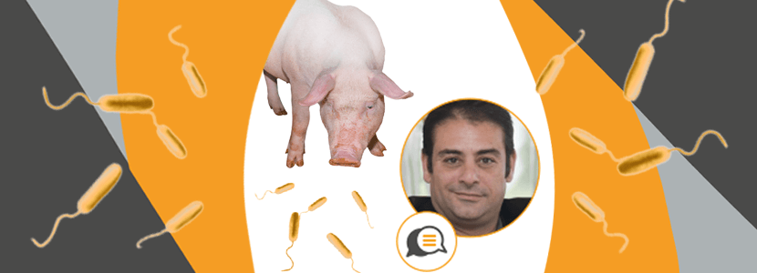 Ileítis porcina – ¿Recibe la atención necesaria?