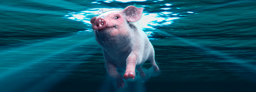 ¿Qué tan indispensable es el agua en la producción y reproducción porcina?