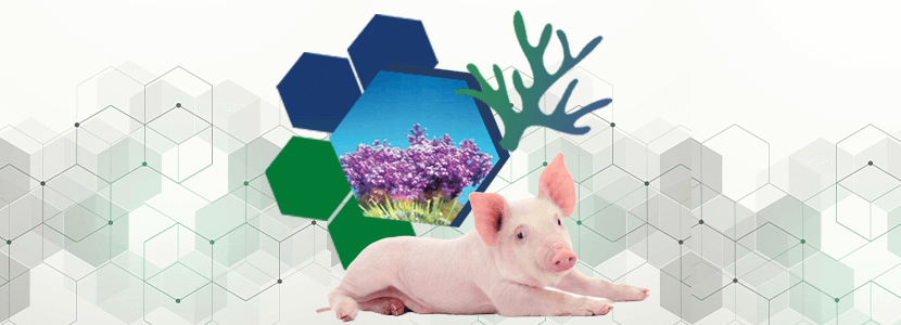 El pequeño árbol de roca – Clave para la salud porcina