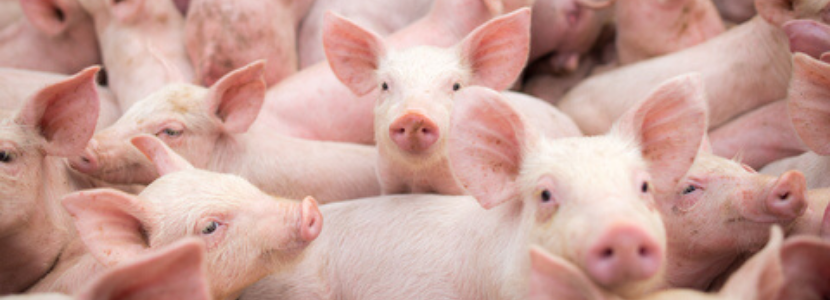 ABPA projeta alta na produção de carne suína em 2020