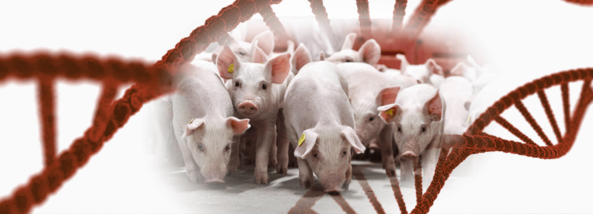 Mejora genética porcina hacia la robustez: conformación y longevidad