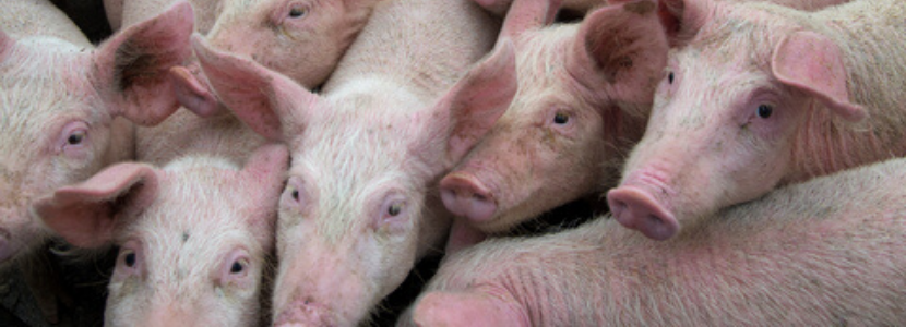 Santa Catarina bate recorde histórico nas exportações de carne suína