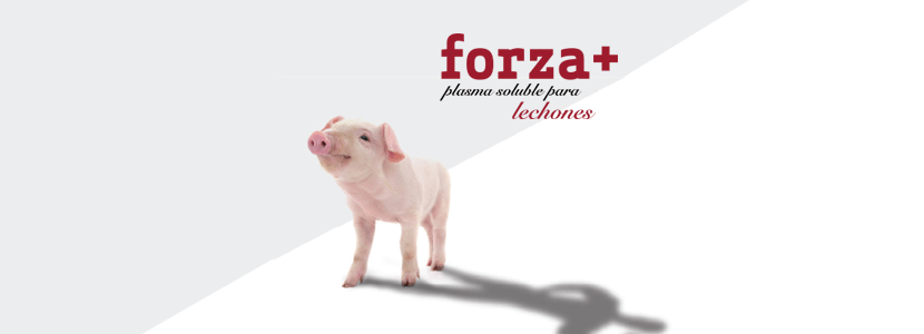 forza+ – El empuje extra que tu granja porcina necesita