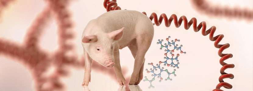 Leptospirosis porcina y su tratamiento mediante el uso de Estreptomicina