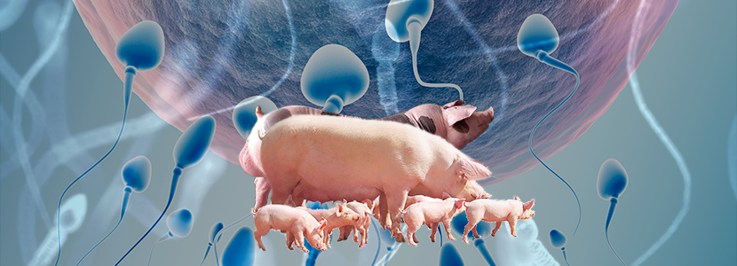 El bienestar animal en la producción y reproducción porcina