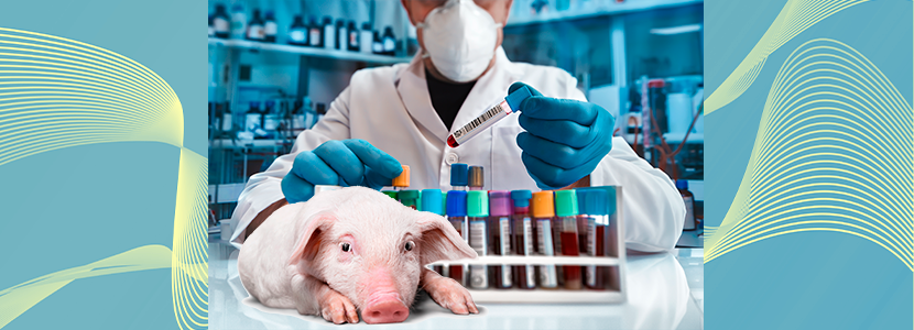Nueva técnica Argentina para evaluar eficacia de la vacuna de Fiebre Aftosa en cerdos