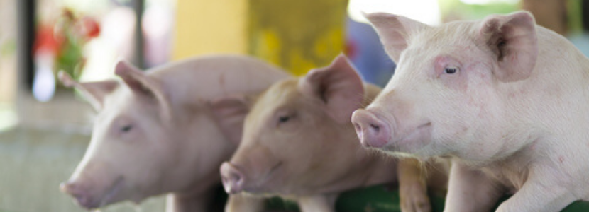 Criação de suínos em família reduz uso de antibióticos