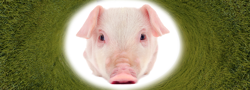Fibra dietética – ¿Qué efecto tiene en la reproducción porcina?