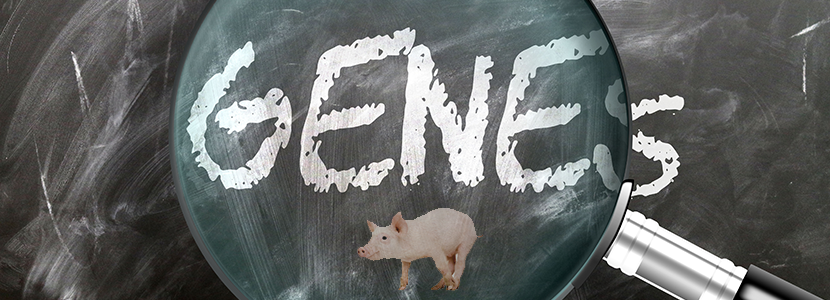Genética y su relación con la calidad de carne