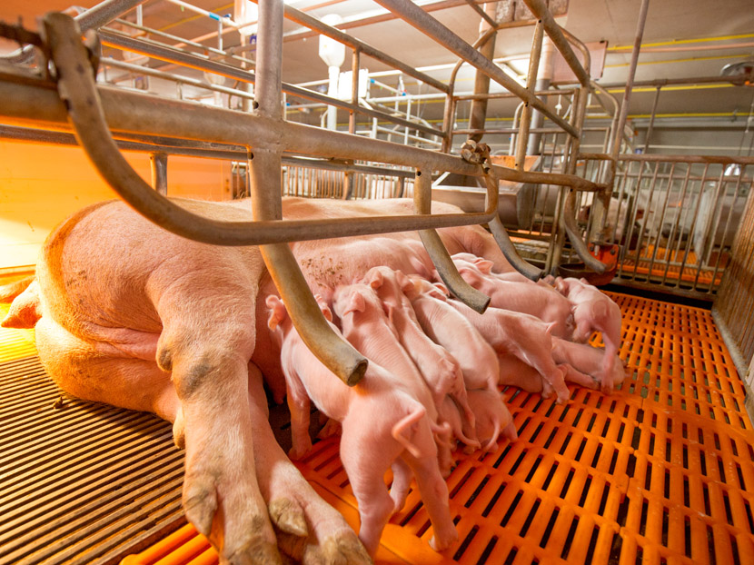 Embarque mensal de carne suína do Brasil ultrapassa 100 mil t pela 1ª vez