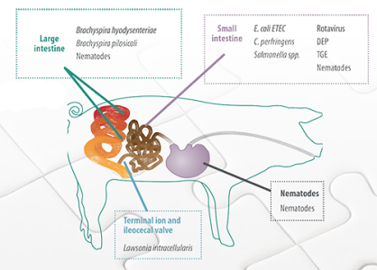 Diagnosis of digestive processes in pigs, the key piece of the puzzle