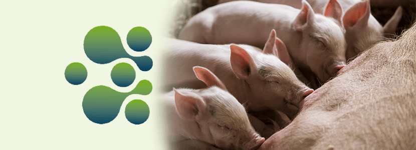 Sistema inmunitario del cerdo – Un aporte a su desarrollo desde AMBiotec