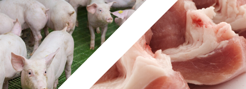Exportações e mercado interno estimulam preço do suíno