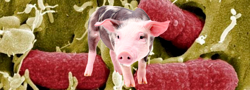 Disentería porcina: el rol de la dieta y la microbiota intestinal (parte 2)