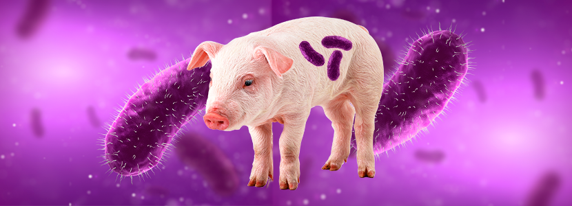 Erisipela porcina o mal rojo, enfermedad que no se puede subestimar