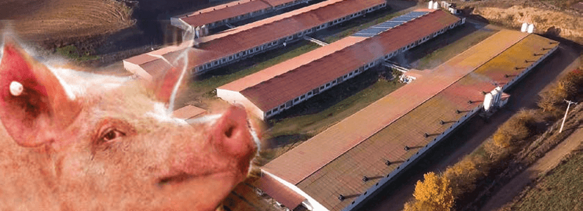 Bifet Gracia Farm & Nedap – Automated feeding in swine nurseries