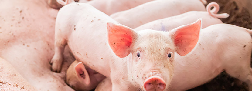 The keys to successful Lactation in hyperprolific sows