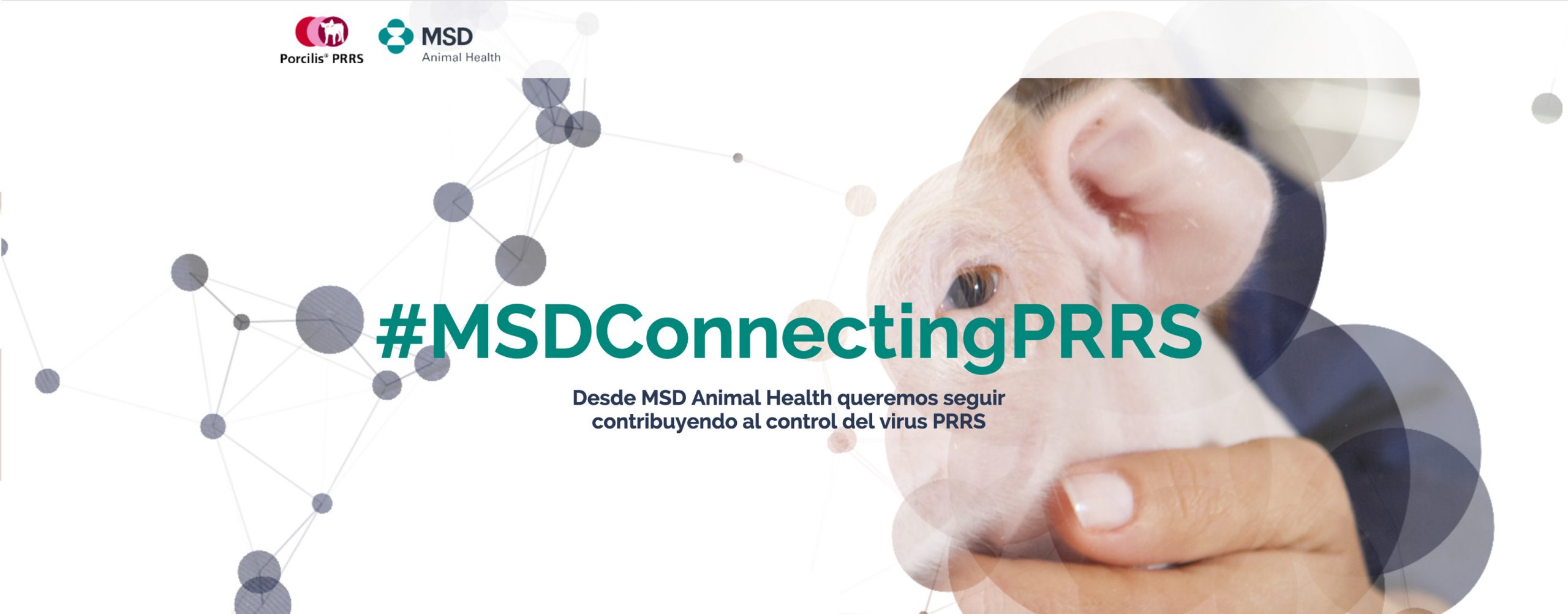 MSD Animal Health conecta al sector porcino frente al PRRS