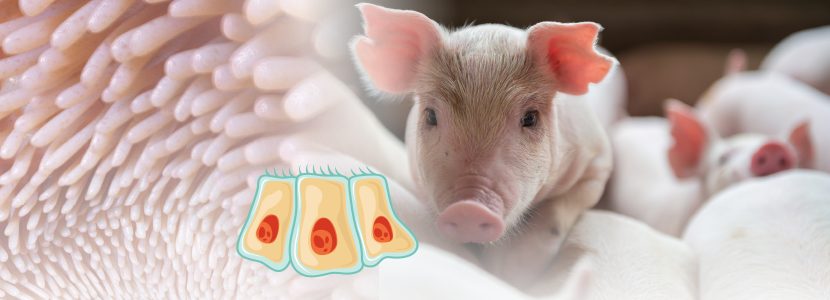 Microbiota & Intestinal Barrier Integrity – Keys to Piglet Health