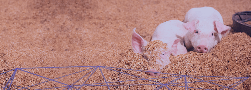 Tecnificación y reducción de tratamientos en la producción porcina (I)