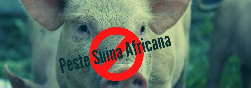 Novos surtos de Peste Suína Africana em junho