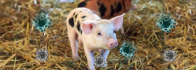 Deltacoronavirus: evalúan inmunidad pasiva mediante la vacunación de cerdas gestantes