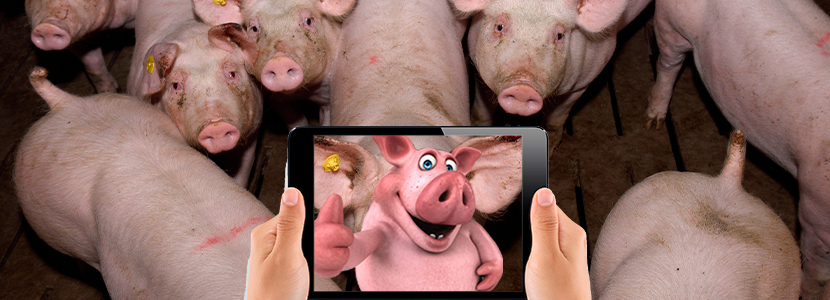 Se desarrolla tecnología que va a permitir conocer el estado de ánimo de los cerdos