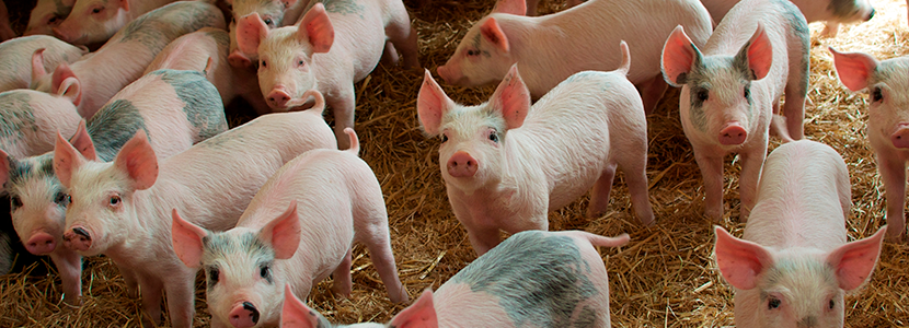 Bioseguridad y bienestar en granjas porcinas y su relación con el uso de antimicrobianos