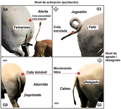 Postura y movimiento de cola