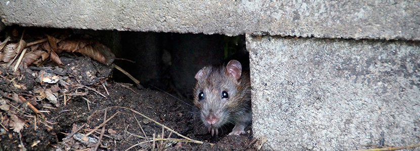 Influencia de los roedores en la transmisión de la Leptospira spp en porcinos