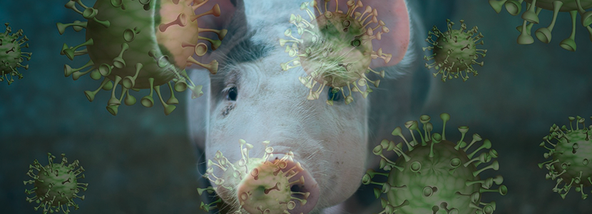 Virus que provocan trastornos reproductivos en cerdos