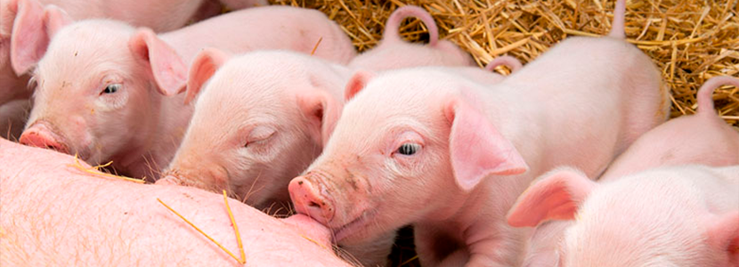 Ingesta y nutrientes de la leche de la cerda, cuanto influye en el desarrollo del lechón