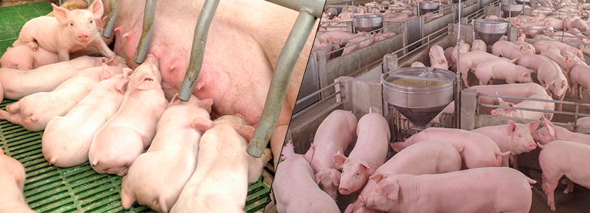 La delgada línea de la vida del cerdo (durante su crecimiento)