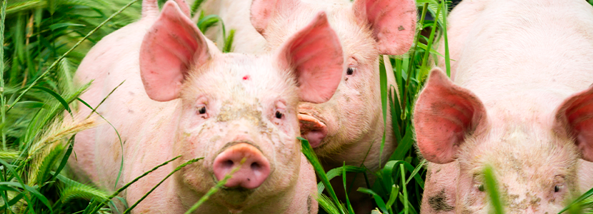 La etología aplicada en el bienestar y productividad del cerdo en granja